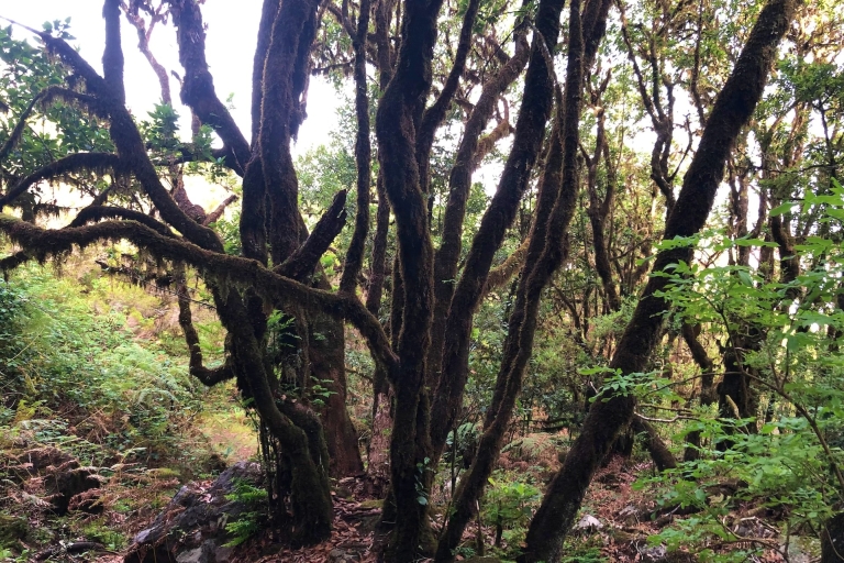 Madeira: Paseo Privado Guiado Vereda do Fanal PR13Funchal, Caniço o Camara de Lobos Recogida