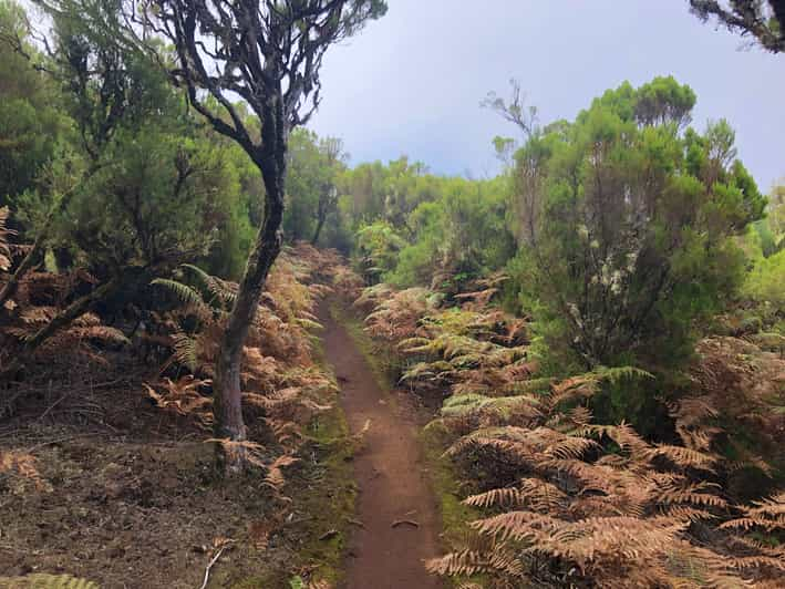 Madeira: Private Guided Vereda do Fanal Walk PR13 | GetYourGuide