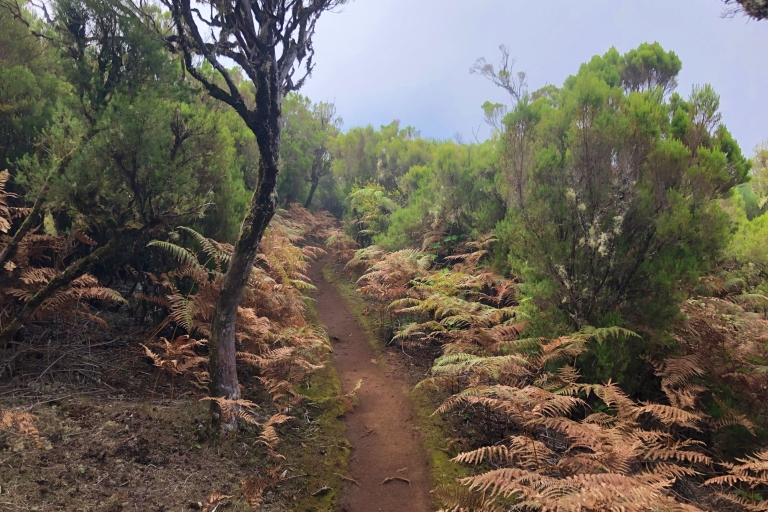 Madeira: privé begeleide Vereda do Fanal-wandeling PR13Funchal, Caniço of Camara de Lobos Pick-up