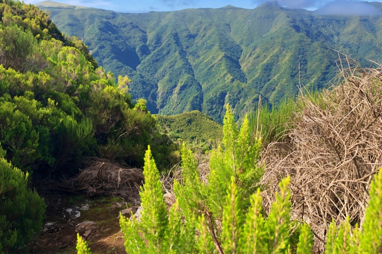 Madeira: Paseo Privado Guiado Vereda do Fanal PR13Funchal, Caniço o Camara de Lobos Recogida