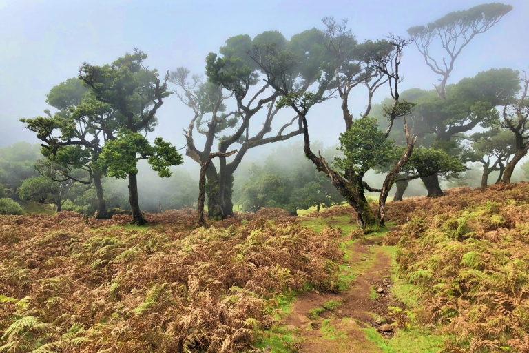 Madeira: privé begeleide Vereda do Fanal-wandeling PR13Funchal, Caniço of Camara de Lobos Pick-up