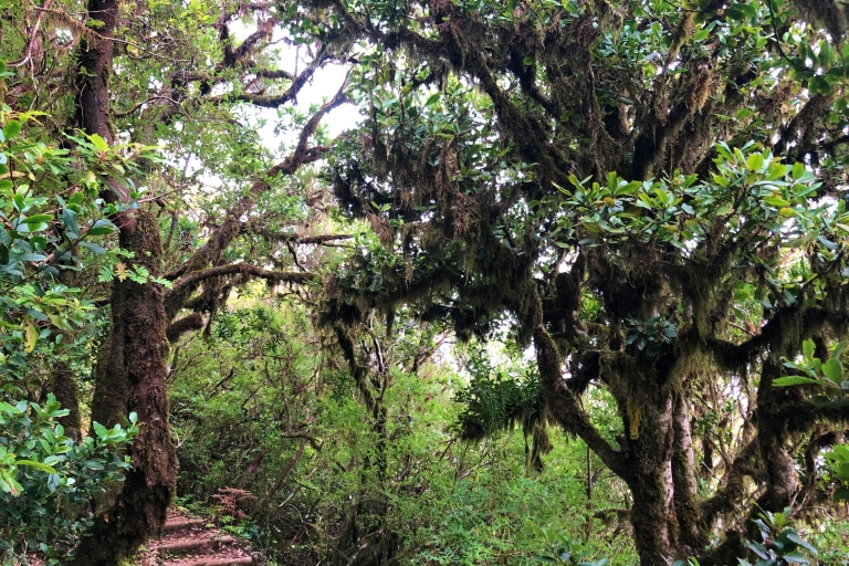 Madeira: Private geführte Vereda do Fanal Wanderung PR13Funchal, Caniço, oder Camara de Lobos Abholung