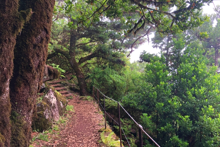 Madeira: Private Guided Vereda do Fanal Walk PR13 Funchal, Caniço, or Camara de Lobos Pickup