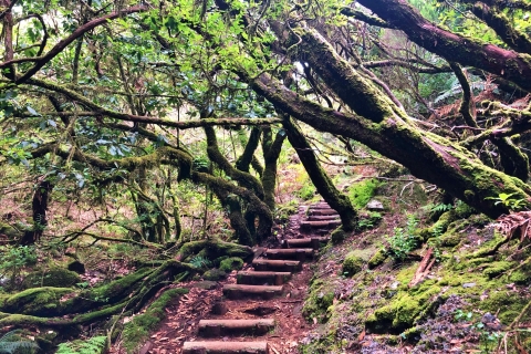 Madeira: Private geführte Vereda do Fanal Wanderung PR13Funchal, Caniço, oder Camara de Lobos Abholung