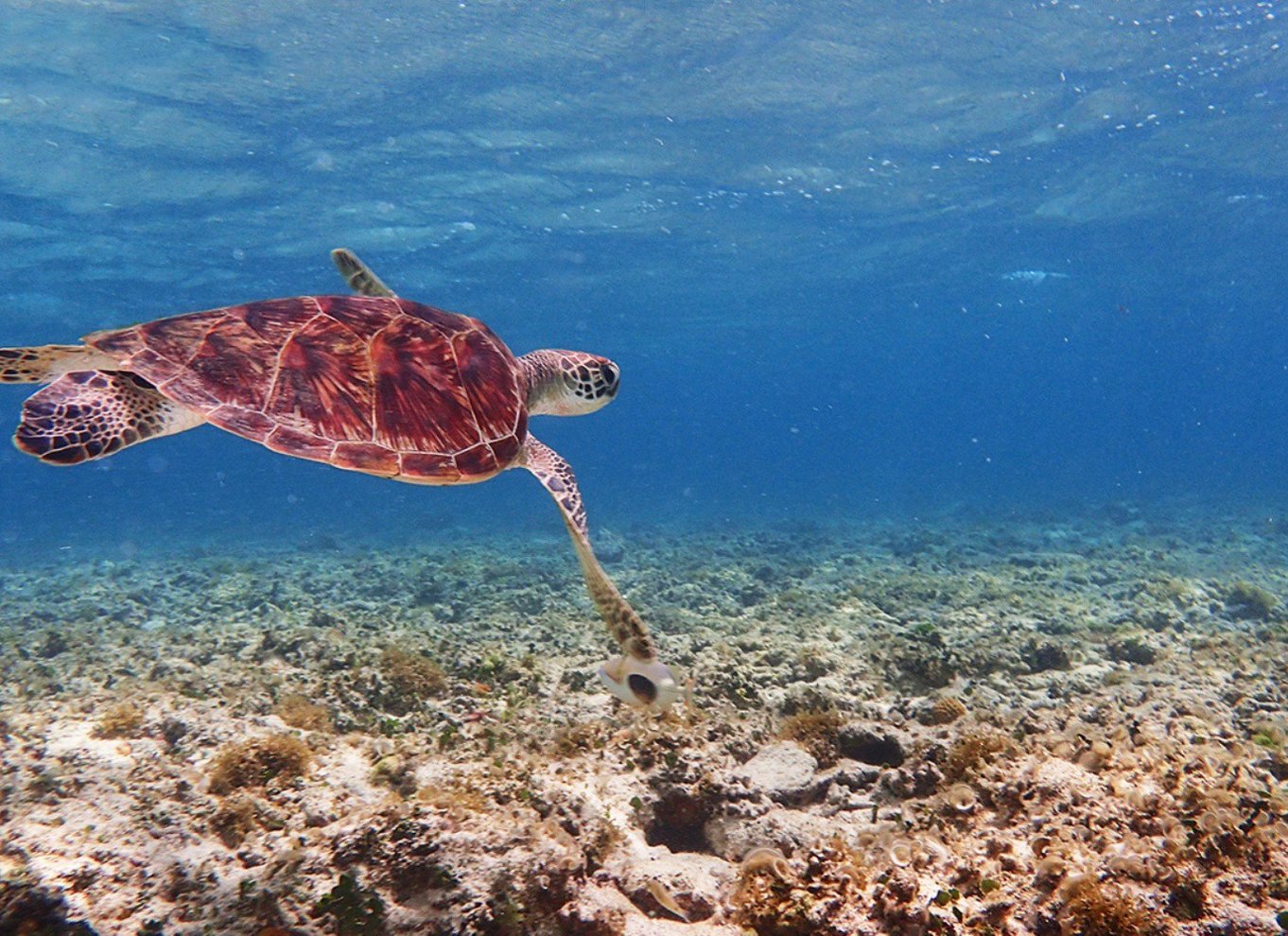 Ishigaki Island: SUP/Kayak og snorkling ved Blue Cave