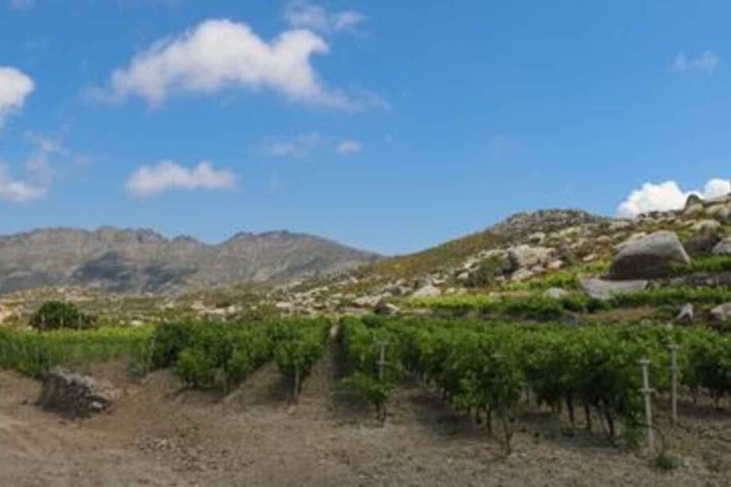 Tinos: Weinprobe von Volacus Vineyards