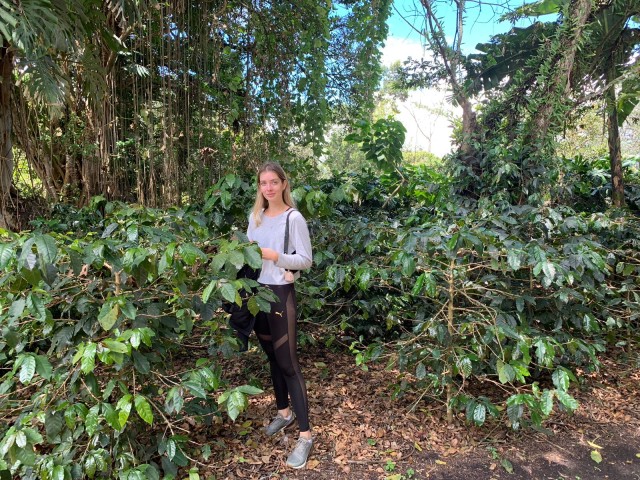 Visit Bogotá Guided 5-Hour Coffee Farm Tour in Selva Negra
