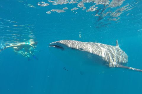 La Paz: Experience Swimming with a Whale Shark