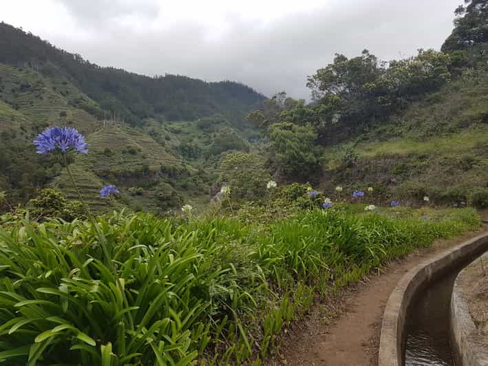 Madeira Private Guided Levada Nova Tabua Walk Getyourguide