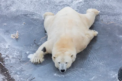 From Rovaniemi: Ranua Wildlife Park Experience