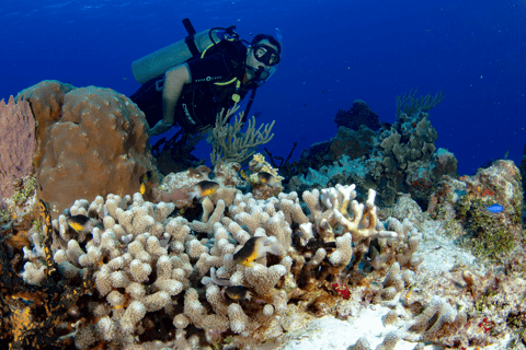 Cancún: museo sottomarino e barriera corallina per subacquei certificatiCancún: Museo subacqueo e immersione nella barriera corallina