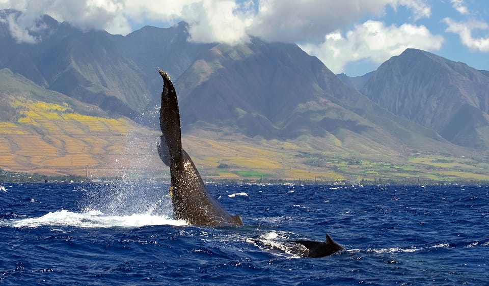  Maui, Lahaina: Lana'i or Turtle Town Snorkel & Whale Watch 