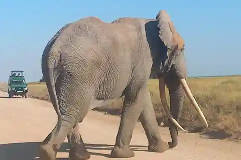 VIAGEM DE 1 DIA AO PARQUE NACIONAL DE AMBOSELI A PARTIR DE NAIROBI SAFARI ECONÓMICO.