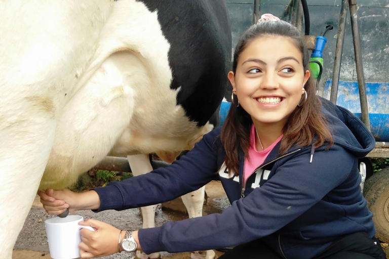 Besuch einer Milchfarm und Kuhmelken auf den AzorenMorgentour (08:30)