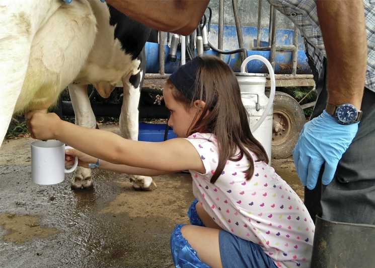 Dairy farm Visit and Cow Milking Experience in Azores