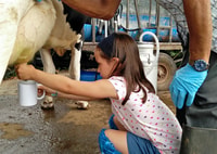 Dairy farm Visit and Cow Milking Experience in Azores - Housity
