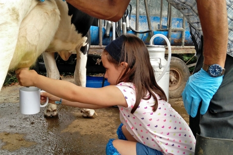 Melkveebedrijfbezoek en koemelkervaring op de AzorenOchtendtour (08:30)