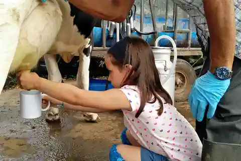 Visita a uma quinta leiteira e experiência de ordenha nos Açores