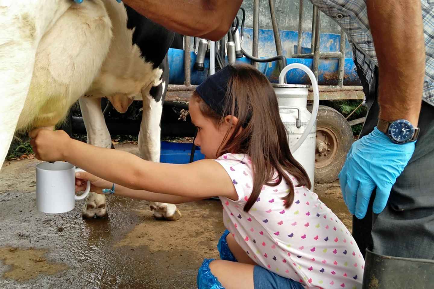 Besuch einer Milchfarm und Kuhmelken auf den Azoren