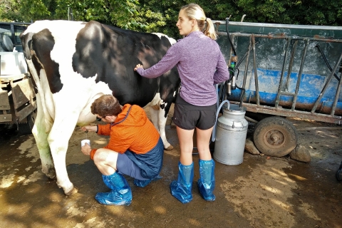 Visita a una granja lechera y experiencia de ordeño de vacas en AzoresTour de la mañana (08:30)