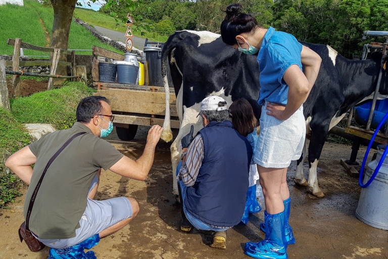 Melkveebedrijfbezoek en koemelkervaring op de AzorenOchtendtour (08:30)