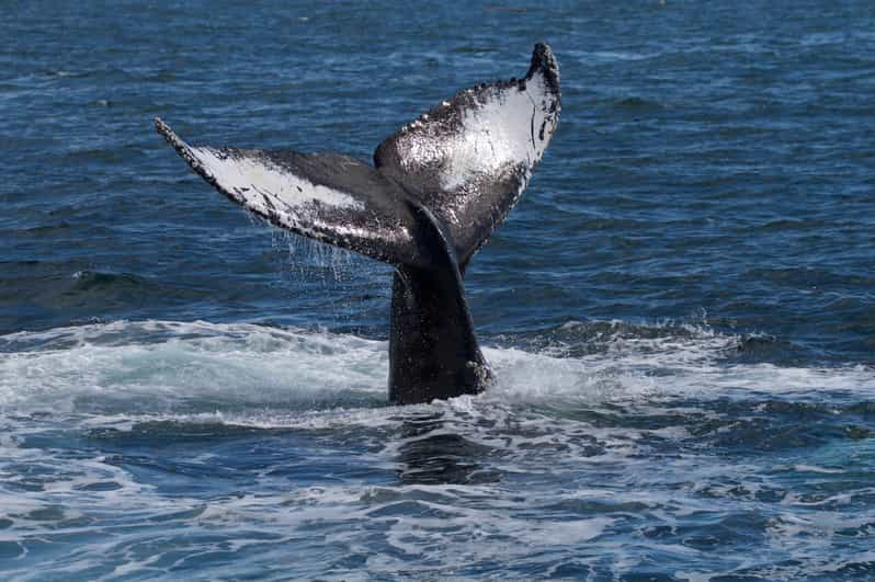 Whale Watching Tour in Victoria, BC | GetYourGuide