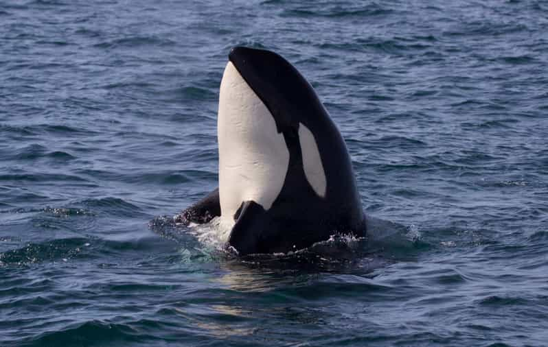 Whale Watching Tour in Victoria, BC | GetYourGuide