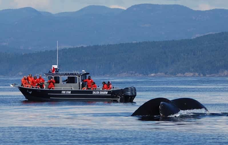 Victoria, BC: 3-Hour Ultimate Whale & Marine Wildlife Tour | GetYourGuide