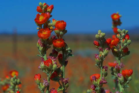 Las Vegas : Visite en petit groupe de la rive sud du Grand Canyon au coucher du soleilExcursion en petit groupe au coucher du soleil sur la rive sud du Grand Canyon
