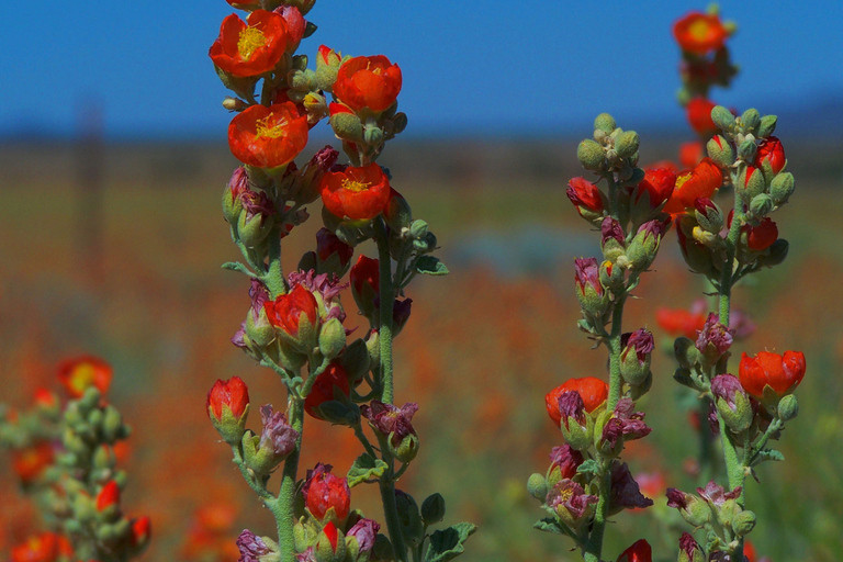 Las Vegas : Visite en petit groupe de la rive sud du Grand Canyon au coucher du soleilExcursion en petit groupe au coucher du soleil sur la rive sud du Grand Canyon