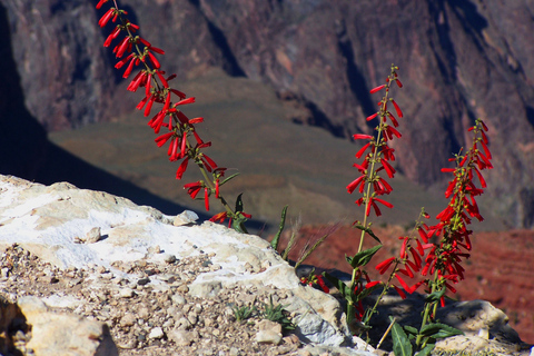Las Vegas : Visite en petit groupe de la rive sud du Grand Canyon au coucher du soleilExcursion en petit groupe au coucher du soleil sur la rive sud du Grand Canyon