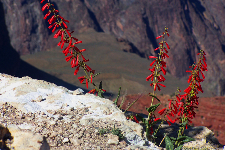 Las Vegas : Visite en petit groupe de la rive sud du Grand Canyon au coucher du soleilExcursion en petit groupe au coucher du soleil sur la rive sud du Grand Canyon