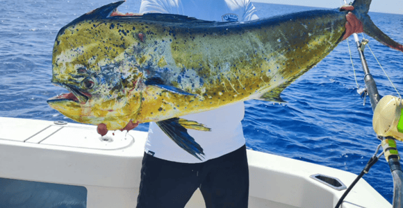 Madeira: Private Big Game Fishing Trip