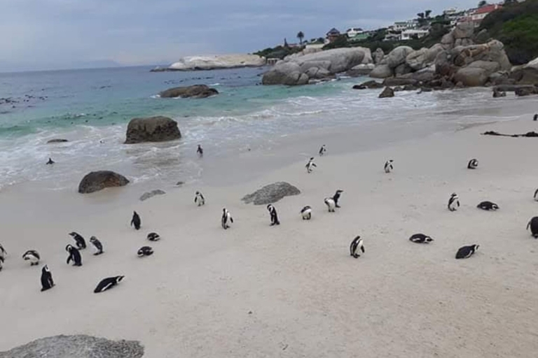 Cape Town: African Penguin Tour