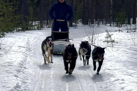 Rovaniemi: husky-safari met transfers en warme dranken