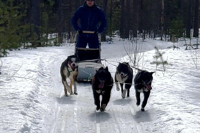 Rovaniemi: husky-safari met transfers en warme dranken