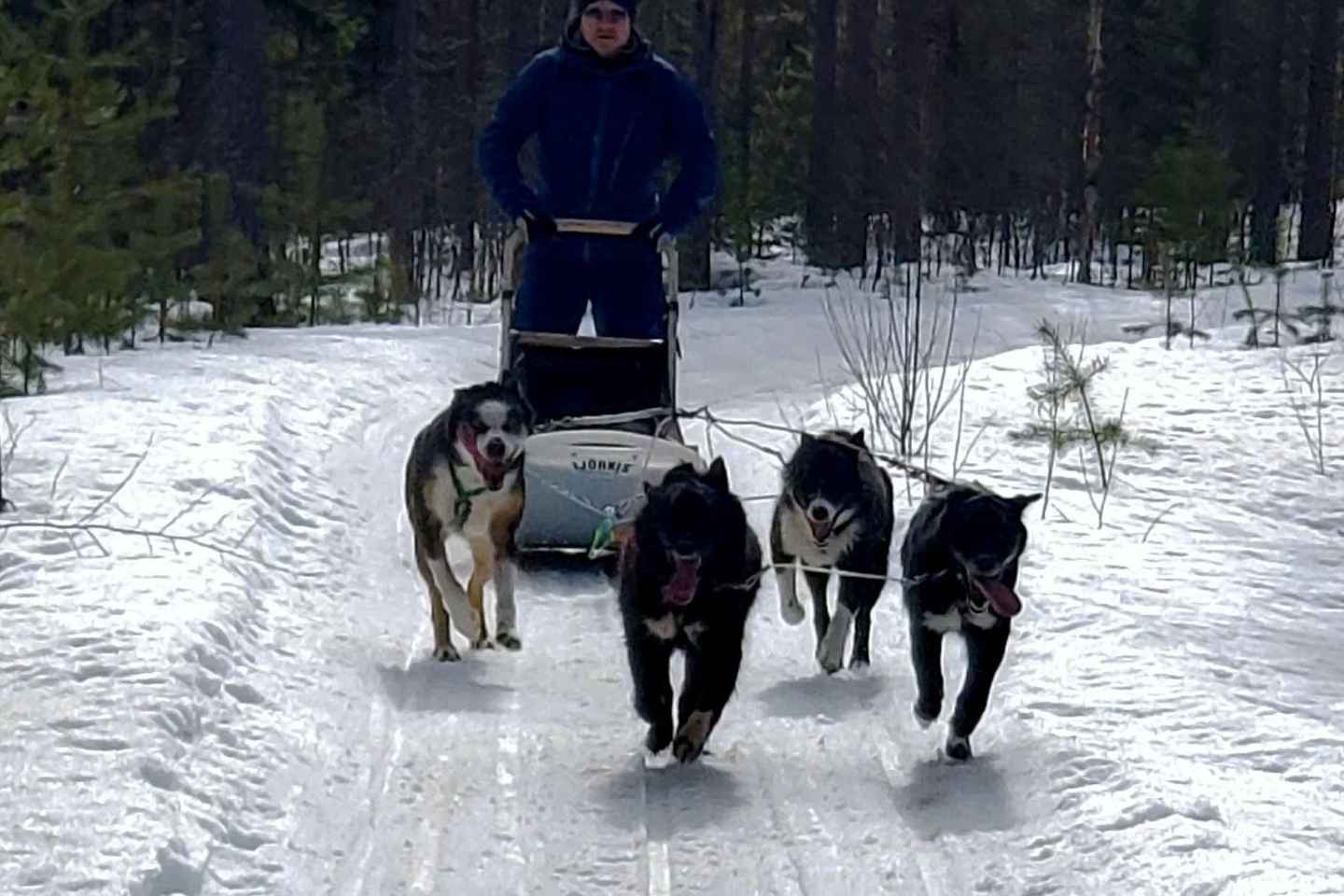 Rovaniemi: Husky Safari with Transfers & BBQ
