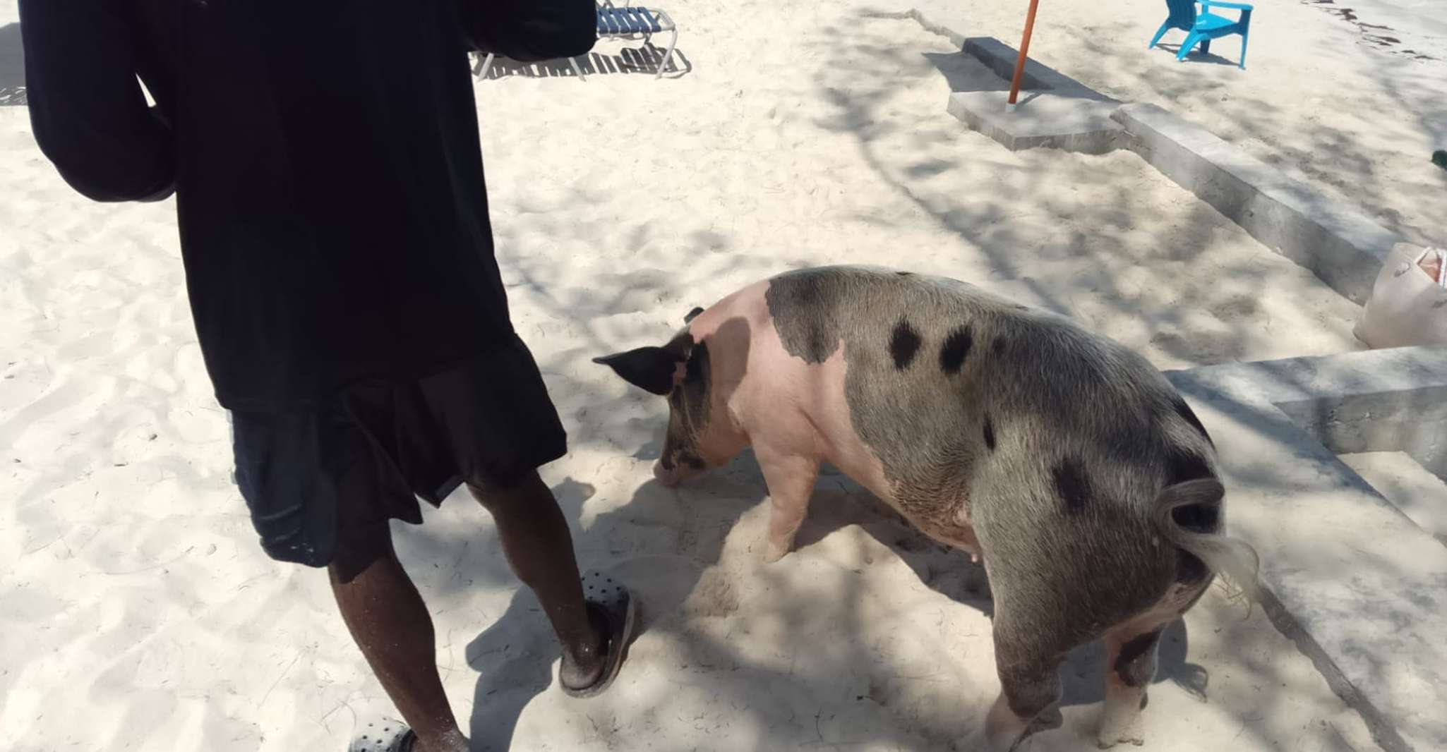 Nassau, Pigs de natation Visite en bateau privé - jusqu'à 7 personnes - Hizvo