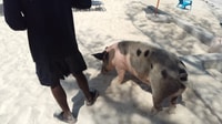 Nassau, Pigs de natation Visite en bateau privé - jusqu'à 7 personnes - Hizvo