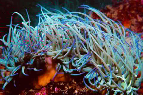 Lagos: Family-Friendly Guided Snorkel Tour