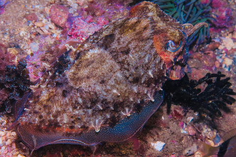 Lagos: 2 Dives on the local Reefs (FOR CERTEFID DIVERS ONLY)