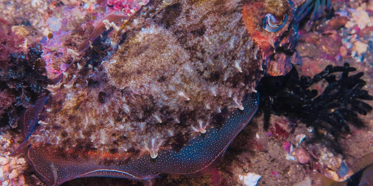 Lagos: 2 Dives on the Local Reefs (Certified Divers)