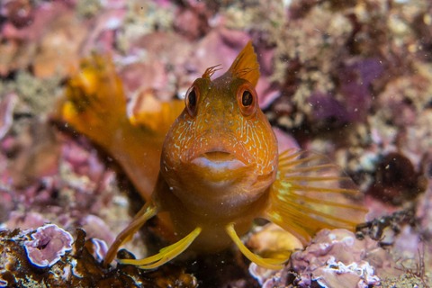 Lagos: 2 Tauchgänge an den lokalen Riffen (NUR FÜR CERTEFID-TAUCHER)