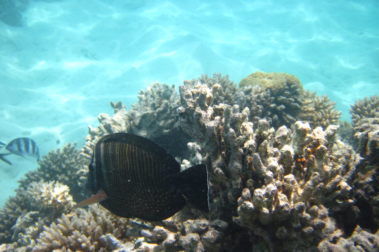 Blue Bay Mauritius: snorkel Blue Bay met boot met glazen bodem