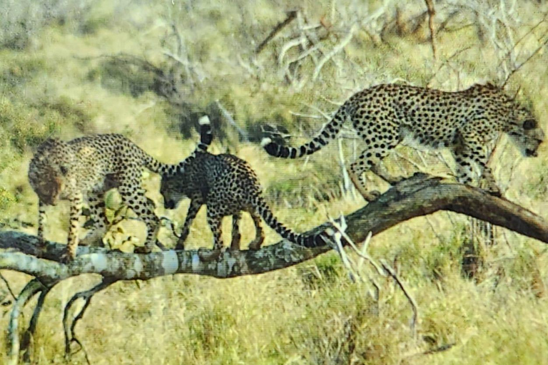 Safari de lujo de 9 días por el Parque Kruger y Ciudad del CaboSafari de 9 días por el Parque Kruger y Ciudad del Cabo en autocar de lujo