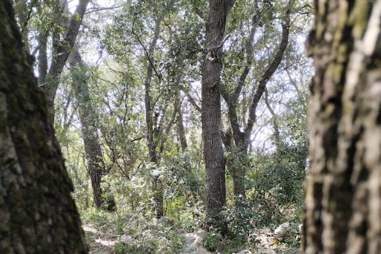 baño de bosque / bany de forêt