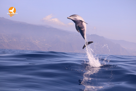 Madeira, Calheta: Avistamiento de ballenas y delfines "H2oMadeira"Isla de Madeira: Avistamiento de ballenas y delfines