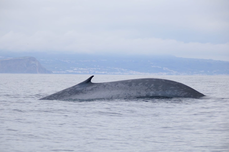 Terceira: Half-Day Dolphin and Whale Watching Tour