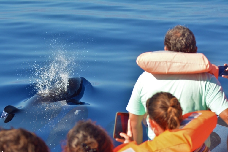 Terceira: Halbtägige Delphin- und Walbeobachtungstour