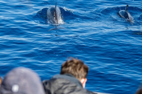 Terceira: halve dag dolfijnen en walvissen spotten